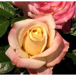 Щамбова роза FIJI® Densiflora