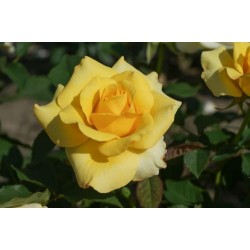 Щамбова роза MALTA DENSIFLORA