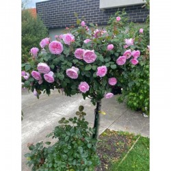 Щамбова роза OLIVIA ROSE AUSTIN (Ausmixture)