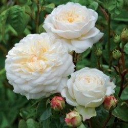 Щамбова роза TRANQUILLITY (Ausnoble)