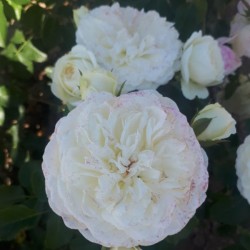 Щамбова роза TRANQUILLITY (Ausnoble)